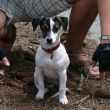�umava 2008